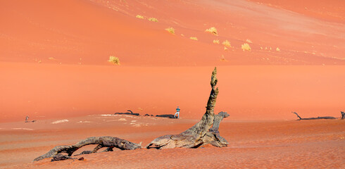 Dead trees in Dead Vlei  - Sossusvlei, Namib desert, Namibia