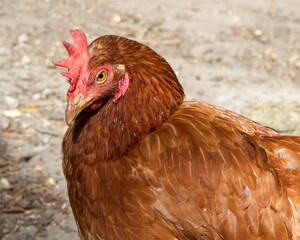 Close-up portrait of a red domestic chicken. Laying hen on the farm