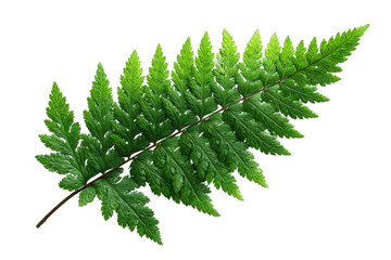Lush green fern leaf showcasing intricate details and vibrant colors.