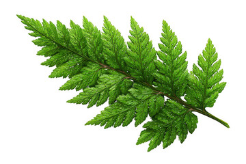 Vibrant green fern leaf with intricate patterns and fresh droplets of water.