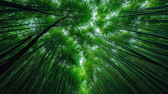 Looking up through a dense green bamboo forest canopy towards the sky