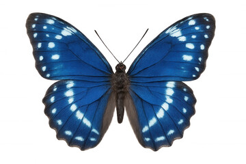 Blue butterfly spreading vibrant wings, white-spotted, floating against transparent backdrop