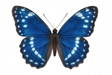Blue butterfly spreading vibrant wings, white-spotted, floating against transparent backdrop