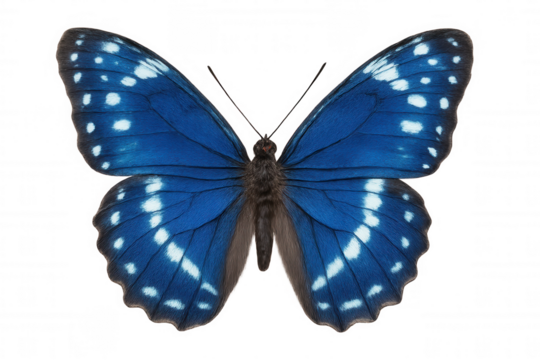 Blue butterfly spreading vibrant wings, white-spotted, floating against transparent backdrop