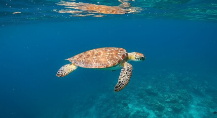 Naklejka premium Sea turtle underwater