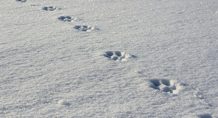 Animal paw prints trail through sparkling, sunlit snow, hinting at winter wildlife adventures.