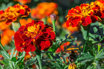 marigold flower on a blurred background with highlights and bokeh. colorful macro photo of a flower. close-up. free space.
