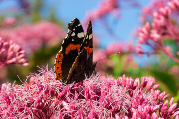 butterfly admiral. on a blurred background with highlights and bokeh. colorful macro photo of an...