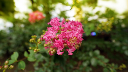 Obraz premium Vibrant Pink Crape Myrtle (Lagerstroemia) Blooming in Summer Garden