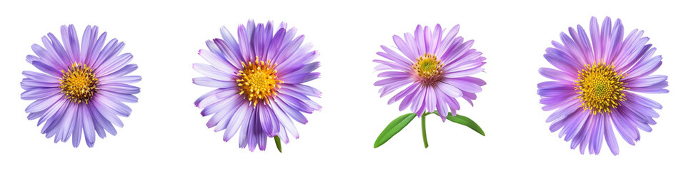 Beautiful Purple Aster Flowers with Yellow Centers in Isolated Presentation