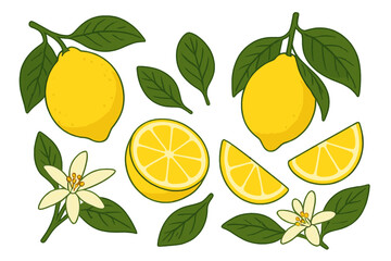Obraz premium Lemon fruit and flower set. Botanical vector illustration of fresh citrus, juicy slices, leaves and blossoms. Organic summer food cartoon collection isolated on white background.