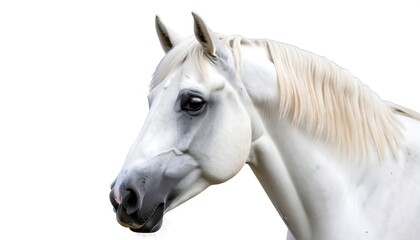 Obraz premium Close-up portrait of a white horse
