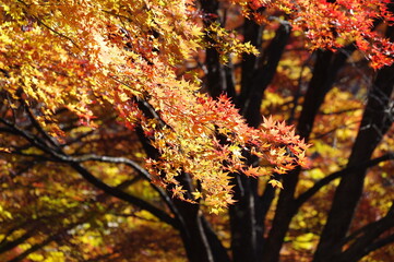 光に照らされる赤とオレンジの紅葉の枝