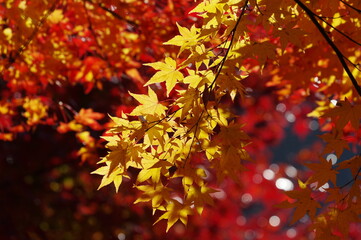 光に照らされる赤とオレンジの紅葉の枝