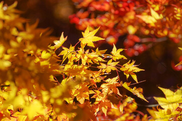 長野県もみじ湖の色鮮やかな紅葉風景