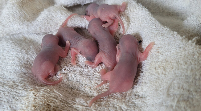 Baby rats