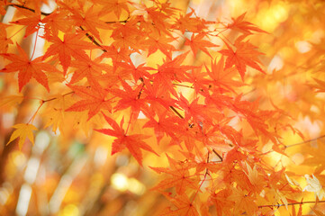 長野県もみじ湖の色鮮やかな紅葉風景