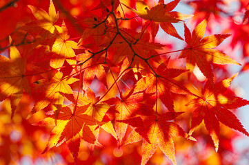 鮮やかな赤色に染まる秋の紅葉の風景