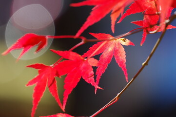 鮮やかに色づいた秋の紅葉の葉のクローズアップ