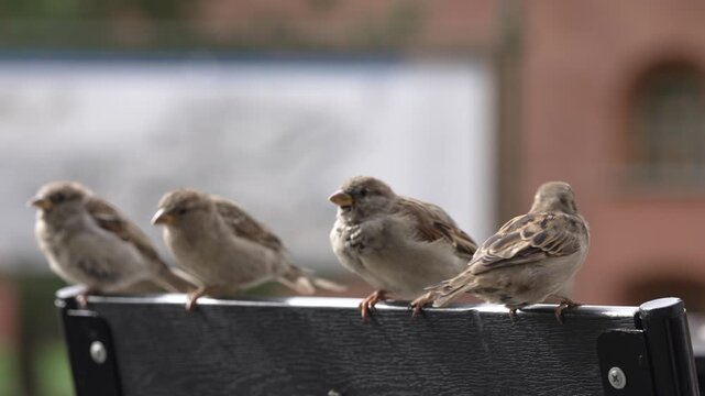 Group of four house sparrows perching together on black chair back, resting against softly blurred red brick wall background, showcasing urban wildlife scene with serene avian interaction
