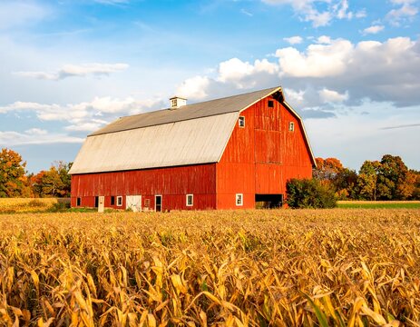 Red barn in a golden corn field