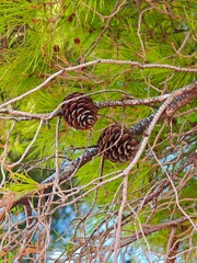 Pine cones hang from branches near a tranquil lake surrounded by lush greenery in late afternoon sunlight
