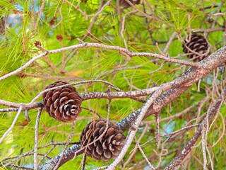 Pine cones hanging from branches in a lush green forest under bright sunlight displaying nature's beauty