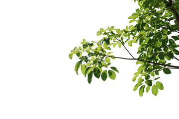 branch leaves or green leaf isolated. Tree Leaf Frame