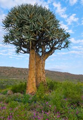 Naklejka premium Quiver tree against a vibrant sky