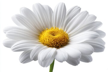 Close-up view of a white daisy.