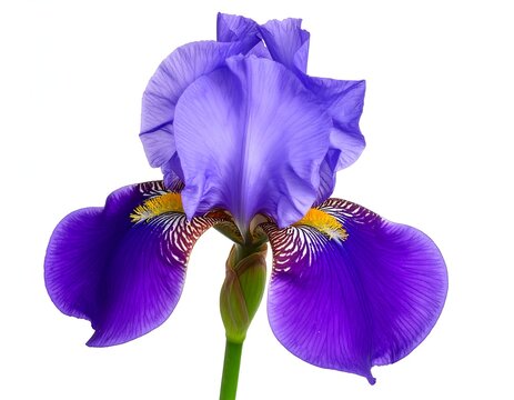 Close-up of vibrant purple iris