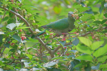 Whistling Green Pigeon eating mulberries in Taichung City, Taiwan