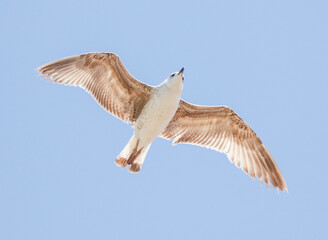 Fototapeta na wymiar A bird is flying in the sky with its wings spread wide