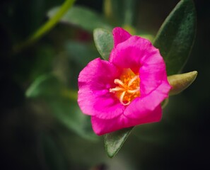 Obraz premium a bright pink flower with large, yellow stamenor