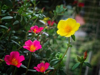Obraz premium a close up of pink and yellow flowers on a plant