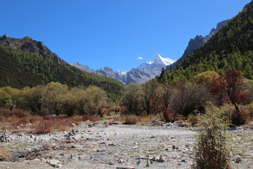 Golden roofs of a Tibetan monastery shine under a blue sky Chonggu Monastery, Yading, Sichuan, China