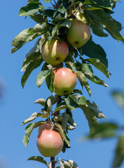 Tree with four apples hanging from it