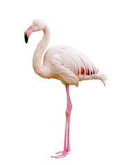 A white and pink flamingo standing on a white background