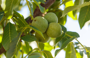 Tree with green leaves and green nuts