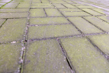 Obraz premium A brick walkway with a green tinge