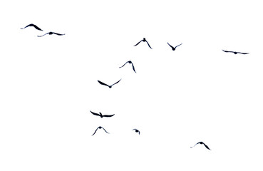 Flock of birds in flight isolated on white background