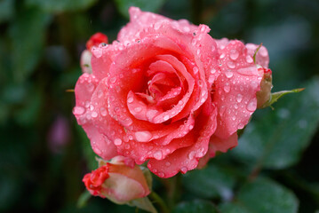 A rose with dew drops on it