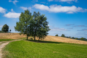 Feld- und Wanderweg mit einer Bank unter Bäumen 1
