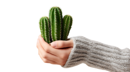 Girl hand holding cactus