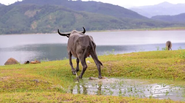Khlong Din Daeng Reservoir, Khlong Din Daeng Reservoir, Nakhon Si Thammarat, Thailand,  The cows were grazing in the field, Cows and buffaloes graze in the fields