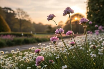 Beautiful pink wildflowers blooming in meadow at sunrise spring nature landscape