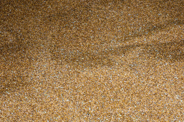 ​A harmonious texture of wheat grains evenly spread across a surface. This scene symbolizes the richness and abundance of the harvest, as well as the natural beauty of cereal crops.