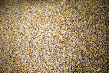 ​A dense layer of wheat grains lying on a surface. This shot conveys the atmosphere of an abundant harvest, natural wealth, and agriculture.