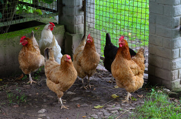 ​A group of chickens with vibrant feathers and red combs gathered near a fence, waiting for food. This reflects agriculture and daily life on a farm.