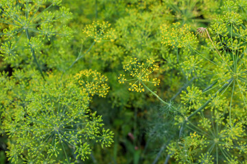 Tiny yellow flowers, united in umbrella-like inflorescences, are visible in a field of flowering dill. A symbol of the summer harvest, natural spices, and freshness.